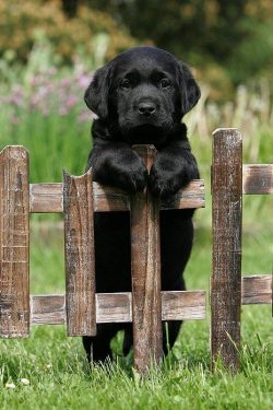 Labrador Retrieves its pedigree from Canada, however, the main merit in the creation of the bree ...