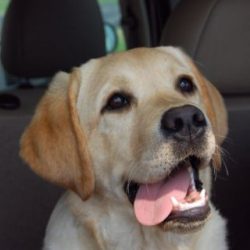 The first breeders of Labradors independently of each other were two noble families – the  ...