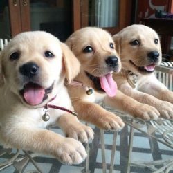 In 1903, the Labrador Retriever was officially recognized as the oldest dog club in the world &# ...
