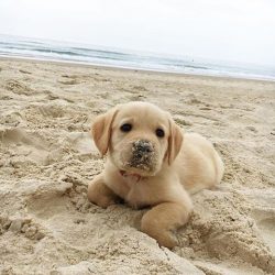 Most reputable breeders are guided by the Cynological Organization International (FCI) standard, ...