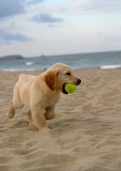 It is difficult to find a dog with a lighter and more accommodating character than a Labrador Re ...