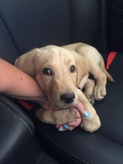 Labradors are incredibly agile and cheerful creatures, even as adults they love active games. Hi ...