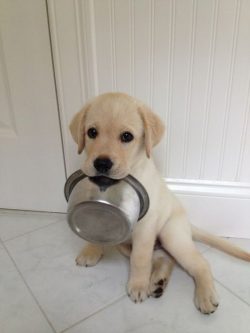 The main commandment of the owner of the Labrador Retriever from the first days should be the pr ...