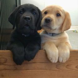 Labrador accelerates to 20 km / h in 3 seconds.