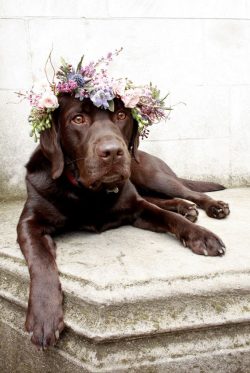 The Labrador’s scent is 25% better than the German Shepherd’s.