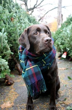 According to the results of a study by scientists from the University of British Columbia in Van ...