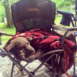 The Labrador has a great memory. The Labrador Guide learns 45 routes. For comparison, the German ...