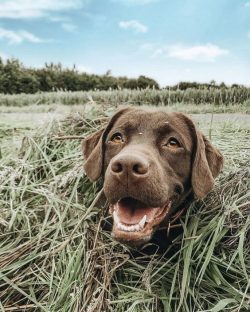 Labradors outnumber any other dog breed in at least the following countries: Australia, Canada,  ...