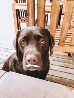 The average life span of a Labrador is 18-20 years. The Guinness Book of Records includes a Labr ...