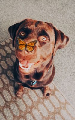 In the UK, Yogi’s Labrador has discovered 490 drug shipments. For this, he received the Go ...