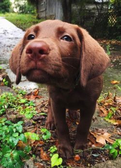 Labrador Zanjeer was used in the fight against terrorism in 1993 in Mumbai (Bombay), India. Duri ...