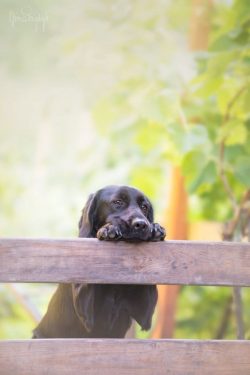 Two black Labradors Lucky and Flo are wanted dogs that became famous in Malaysia in 2007. They f ...