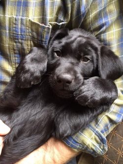 In experiments carried out in Japan, the Labrador dog has proven its ability to sniff out cancer ...