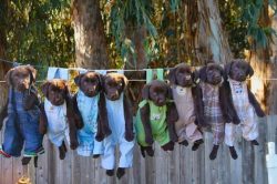 Labrador can endure terrible suffering. They are thrown into fire and water to save human life.