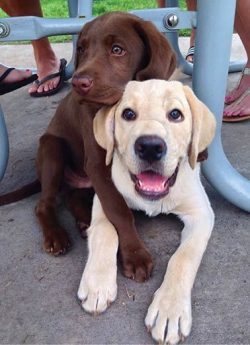 It is believed that the Labrador Retriever has served humans around the early 18th century. Mode ...