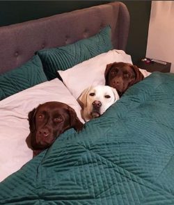 It was in England, in 1903, that Labradors first received their official recognition as a separa ...