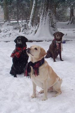 The Labrador Retriever breed is large in size, muscular build, pronounced chest. The limbs are o ...