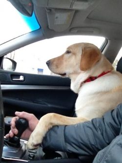 Labradors are great for strangers – if a person does not pose a threat, the dog will rathe ...