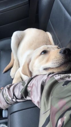 Labrador by default treats a person well until he creates something to hurt him differently.