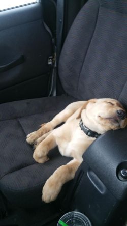 This breed of dog has very developed intelligence and understands a person perfectly. Moreover,  ...