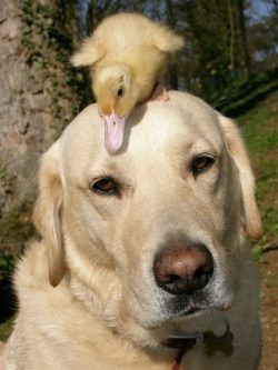 Labrador Retriever – wonderful, legendary attitude towards children. It is not for nothing ...