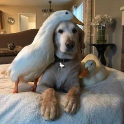 The Labrador Retriever has high energy levels and needs regular walking, play, and mental alertn ...