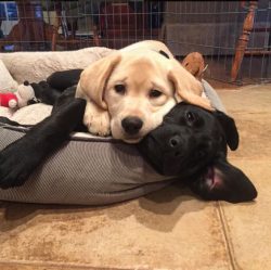 Labrador Retrievers strive to please their owners and are distinguished by obedience. Other pets ...