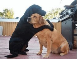 Labrador loves to swim and play in the water. They adapt well to the move, to living in an apart ...