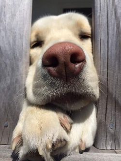 A dog of the Labrador breed is excellent for training and gladly takes part in the training proc ...