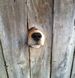 In any case, the Labrador is just a good, kind, intelligent friend. He does not need to be force ...