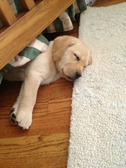 The Labrador Retriever breed needs to be brushed twice a week. The eyes must be cleaned of depos ...