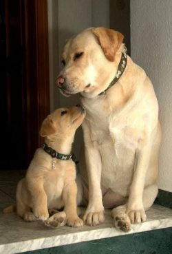 Labrador retrievers are easily recognizable by their broad head shape, drooping ears, and large, ...