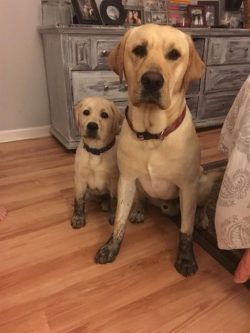 The Labrador is a breed that matures physically quickly enough to reach adult growth between 6 a ...