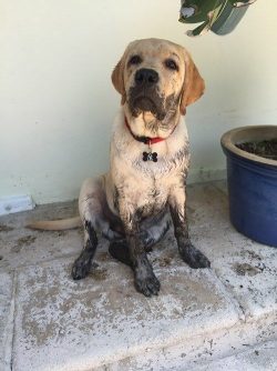 Labrador Retrievers are wonderful family dogs when considering their exercise and training needs ...