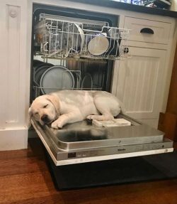 Due to their energetic nature, Labradors who don’t get enough attention and exercise can e ...