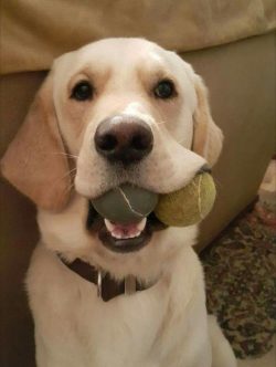 Service “field” dogs are especially energetic and show dogs can turn into sloths fro ...