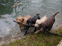Labradors have compelling features, otherwise, they would not be so popular. They are intelligen ...