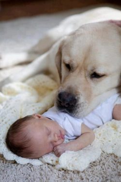 Some Labradors do not mind “chewing” on humans, so the best solution for them is to find a toy t ...