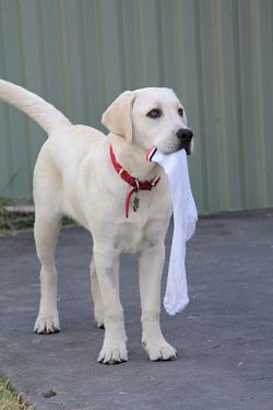 The amount of exercise a Labrador needs depends on its type: a dog bred for field trials can run ...