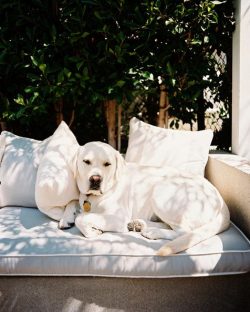 As the name of the dog indicates (from English retrieve – to get, to bring), Labrador retr ...