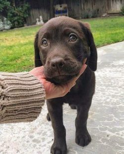 Nowadays, Labradors thrive as service dogs, guide dogs, pets, search dogs in the service of the  ...