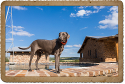 Blue Lacey is a Blue Ranch Helper, graceful yet robust and extremely adaptable. The name blue la ...