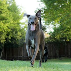 Any genetic defects that reduced the breed’s ability to work were quickly rectified, eithe ...
