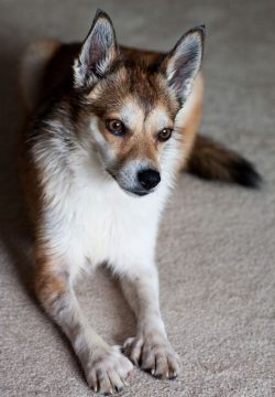The small size of the dog makes it an ideal inhabitant of a city apartment. However, the pet nee ...