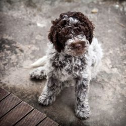 The Lagotto Romagnolo or Italian Water Dog is a very ancient breed of dog used for hunting, and  ...