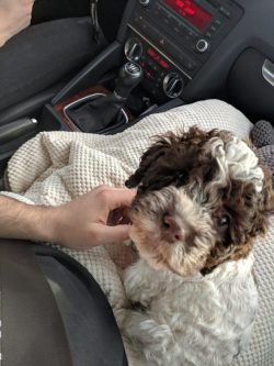 Lagotto is known under a different name – the Italian water dog, literal translation ̶ ...