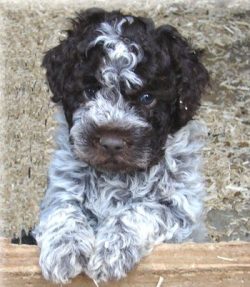 The first mentions of the breed are found in Italy in the 16th century, where the dogs were brou ...