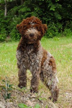 The Lagotto Romagnolo is a dog of medium height and strong build. There are pronounced gender di ...
