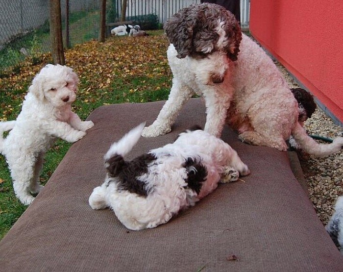 Teach Lagotto Romagnolo from an early age. At the age of 40-60 days, they begin to master the ba ...