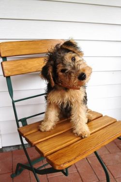 The Lakeland Terrier appeared in the 18th century, in the Lake District (Lake District) in Scotland.